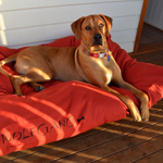 Pets-Bed---Dog